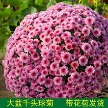 菊花盆栽带花苞花苗九月菊千头菊四季开花球菊室内外好养花卉植物