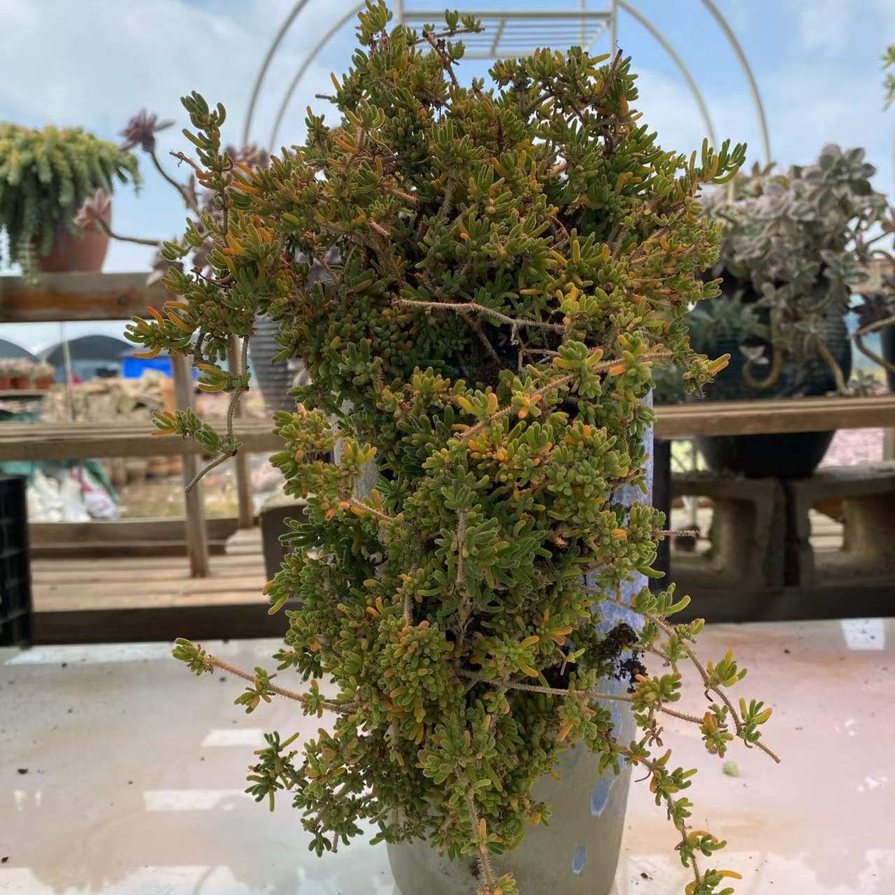 枝干番杏 植物带盆栽好发货老桩多肉植物包邮包损