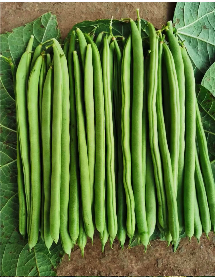 小金豆种子种籽豆角芸豆四季豆扁豆春季秋季蔬菜孑籽蔬菜种子批发