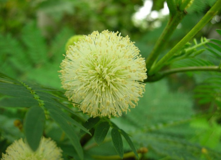 簕仔树种子 勒子树 围园勒 勒子刺绿篱笆有刺带刺勒篱树