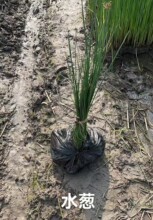 水葱盆栽植物野生水葱苗湿地种植植物净化水质生态浮岛专用苗