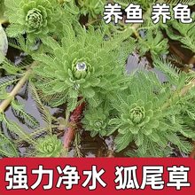 净水植物狐尾藻沼泽过滤水草浮萍水陆缸养鱼养龟池塘淡水净化水质