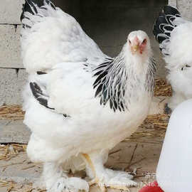梵天鸡鸡苗价格 梵天鸡养殖场出售婆罗门鸡种苗 幼苗价格观赏鸡