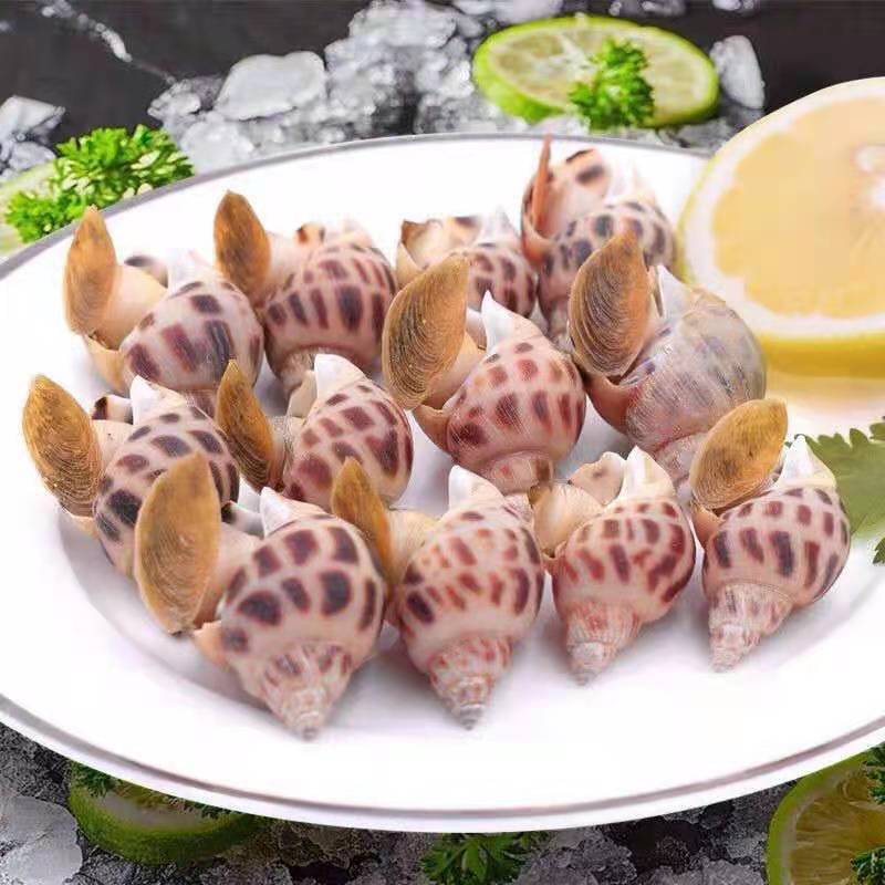 新鲜大花螺 花螺鲜活冷冻 新鲜东风螺海螺海猪螺海鲜水产好欢螺