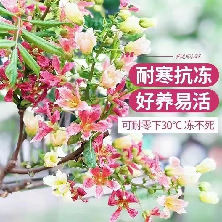 一件代发新品花卉文冠花树苗浓香型状元花室内外阳台庭院盆景耐寒