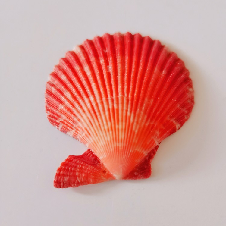 天然贝壳海螺5-6cm大七彩扇贝家居鱼缸水族馆造影场景摆饰