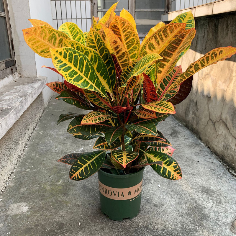 变色木盆栽七彩变叶木花卉室内阳台室外招财绿化苗洒金榕观叶植物