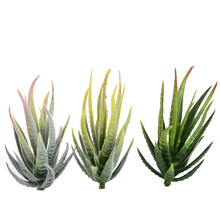 Green Pink Yellow Zebra Aloe Artificial Succulents Plants跨