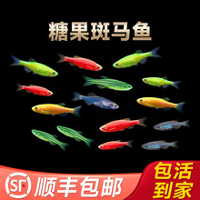 斑马鱼灯科鱼活体淡水观赏鱼新练手好养红绿宝莲灯孔雀小型热带鱼