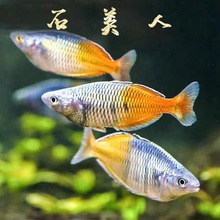 刚果美人热带鱼观赏鱼电光美人石美人鱼斑马红绿灯活体鱼苗群游鱼