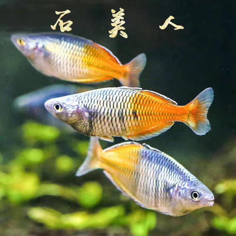 刚果美人鱼电光美人石美人热带鱼观赏鱼红绿灯活体鱼苗草缸群游批