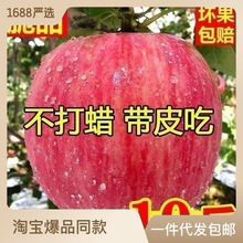 陕西洛川高山红富士苹果当季新鲜孕妇水果脆甜10斤产地
整箱批发