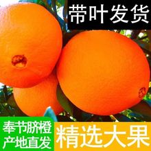 重庆现摘现发甜橙手剥橙子新鲜甜当季水果薄皮赣南速卖通批发