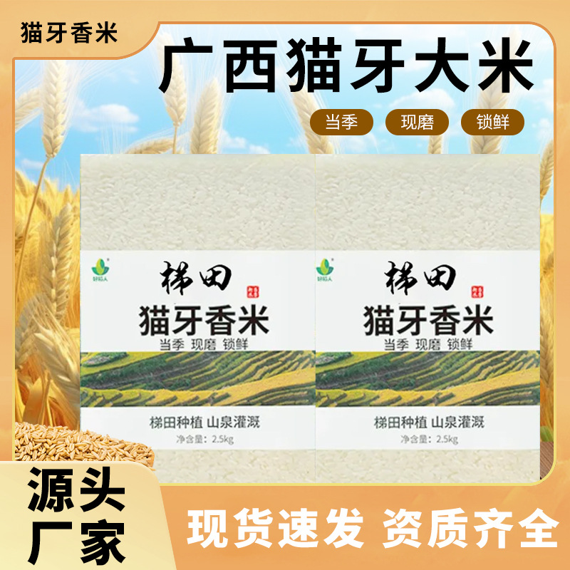 现货包邮当季猫牙米5斤长粒香米新米广西梯田猫牙米5