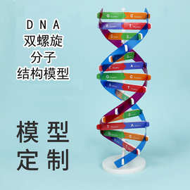 dna双螺旋结构模型定 制科学教具组件模型手工diy制作基因演示件