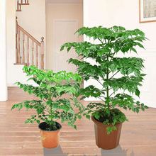 容易绿植室内幸福树大型客厅吸甲醛净化空气盆栽植物观叶盆办公室
