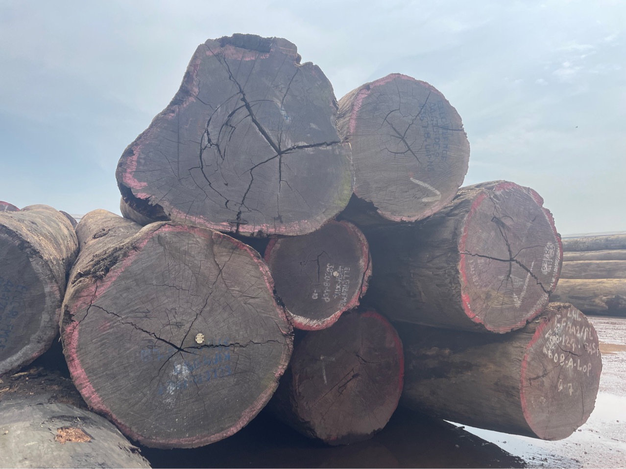 菠萝格原木 菠萝格木板材 红铁木 红铁木原木