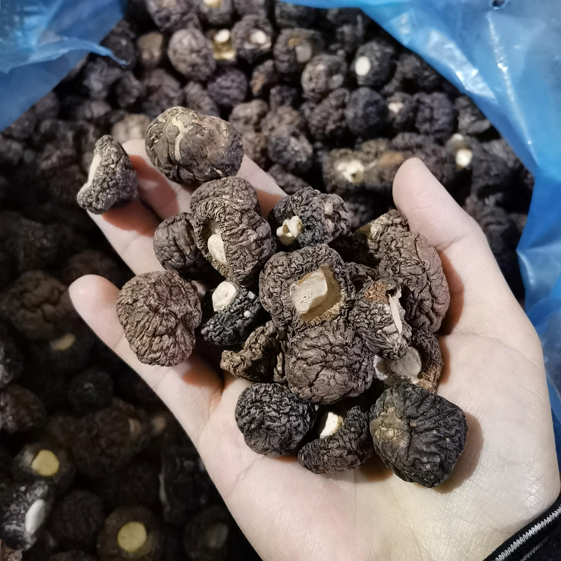 珍珠菇小香菇干货金钱菇 剪脚小干香菇冬菇小花菇特产250g