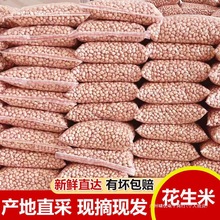 花生米批发当季新货生5斤无壳花生种子精选大颗粒农家自种直销