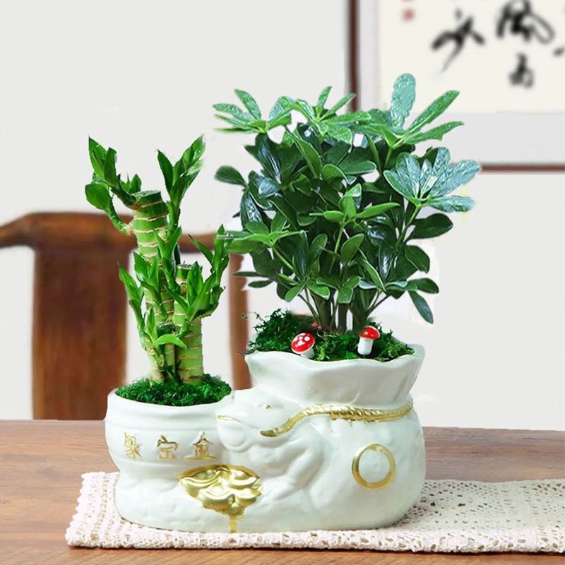 阳倍鸭脚木八方来财盆栽发财树富贵竹办公室内桌面植物绿植栽盆景