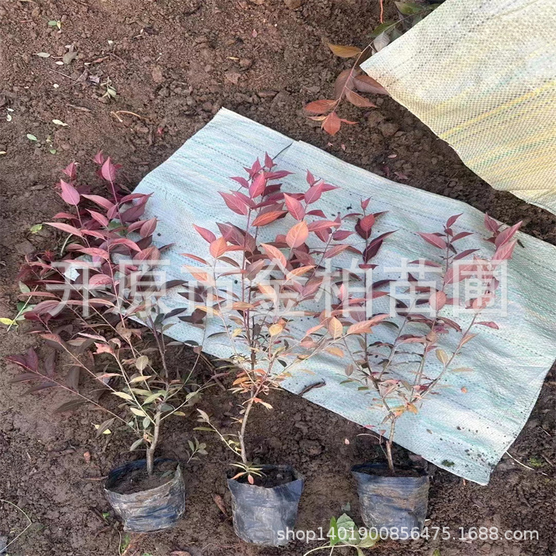 红叶李绿篱杯苗内蒙新疆密枝红叶李盆栽地栽红叶李彩叶造型树球