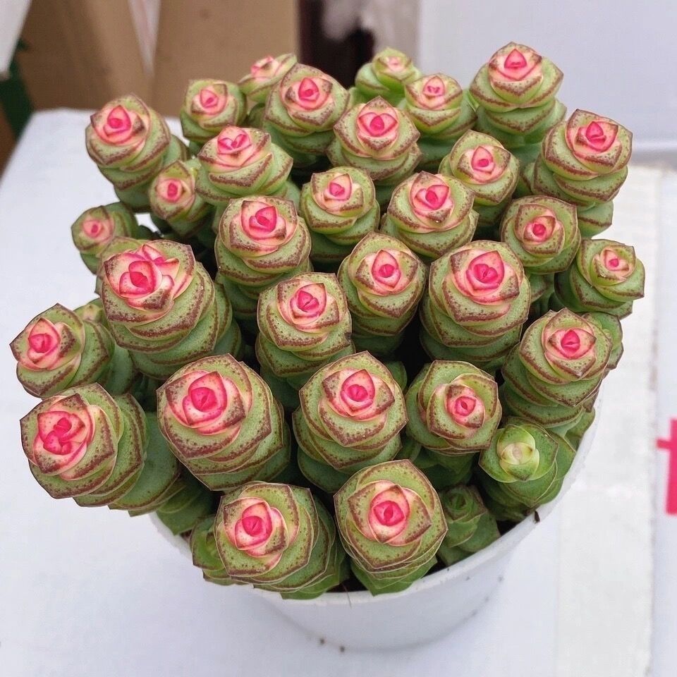 彩色钱串锦多肉植物盆栽整盆发货钱串子花新手好养肉肉花卉辐射