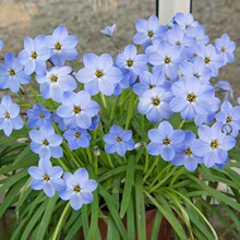 重瓣风雨兰花苗盆栽葱兰庭院植物四季开花室内外兰花卉绿植带花苞