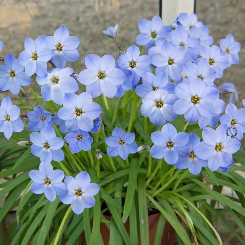 重瓣风雨兰花苗盆栽葱兰庭院植物四季开花室内外兰花卉绿植带花苞