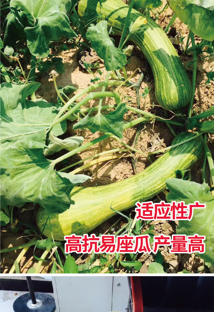 常丰黄狼南瓜种子中早熟菜园农田可播南瓜种籽厂家批发甜糯南瓜子