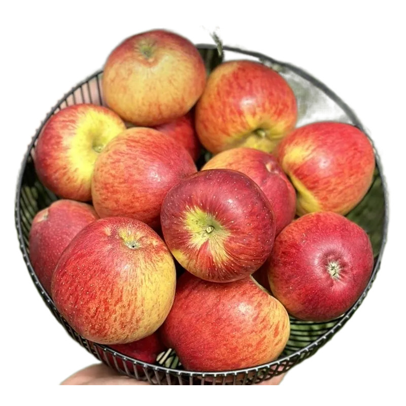 云南昭通丑苹果产地直发苹果包邮新鲜水果丑苹果一件代发