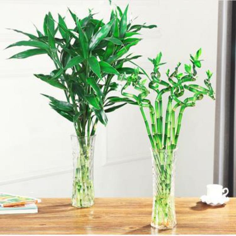 水培植物竹竹观音竹水竹客厅植物净化空气除甲醛绿植花盆盆栽