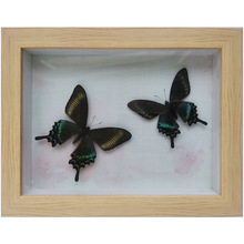296Y批发蝴蝶标本真虫 昆虫标本装饰画 蝴蝶相框展览工艺品 昆虫