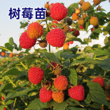 一件代发树莓苗双季覆盆子果树苗盆栽地栽南北方种植当年结果红黄