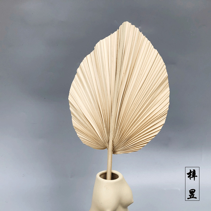 原色白米白熏白爱心型造型扇叶蒲扇白蒲扇干花大葵扇棕榈叶插花扇