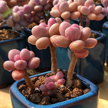 果冻泡泡糖鱼子酱多肉植物小萌物可爱洛神桃蛋花卉盆栽绿植好养