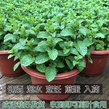 薄荷苗盆栽新鲜可食用薄荷叶苗驱蚊草水培好养花卉室内绿植物
