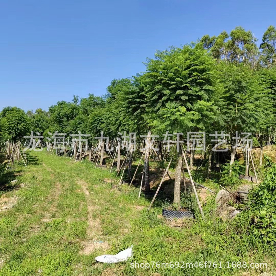 行道树蓝花楹乔木价格 全冠蓝花楹基地大骨架蓝花楹10-25公分规格