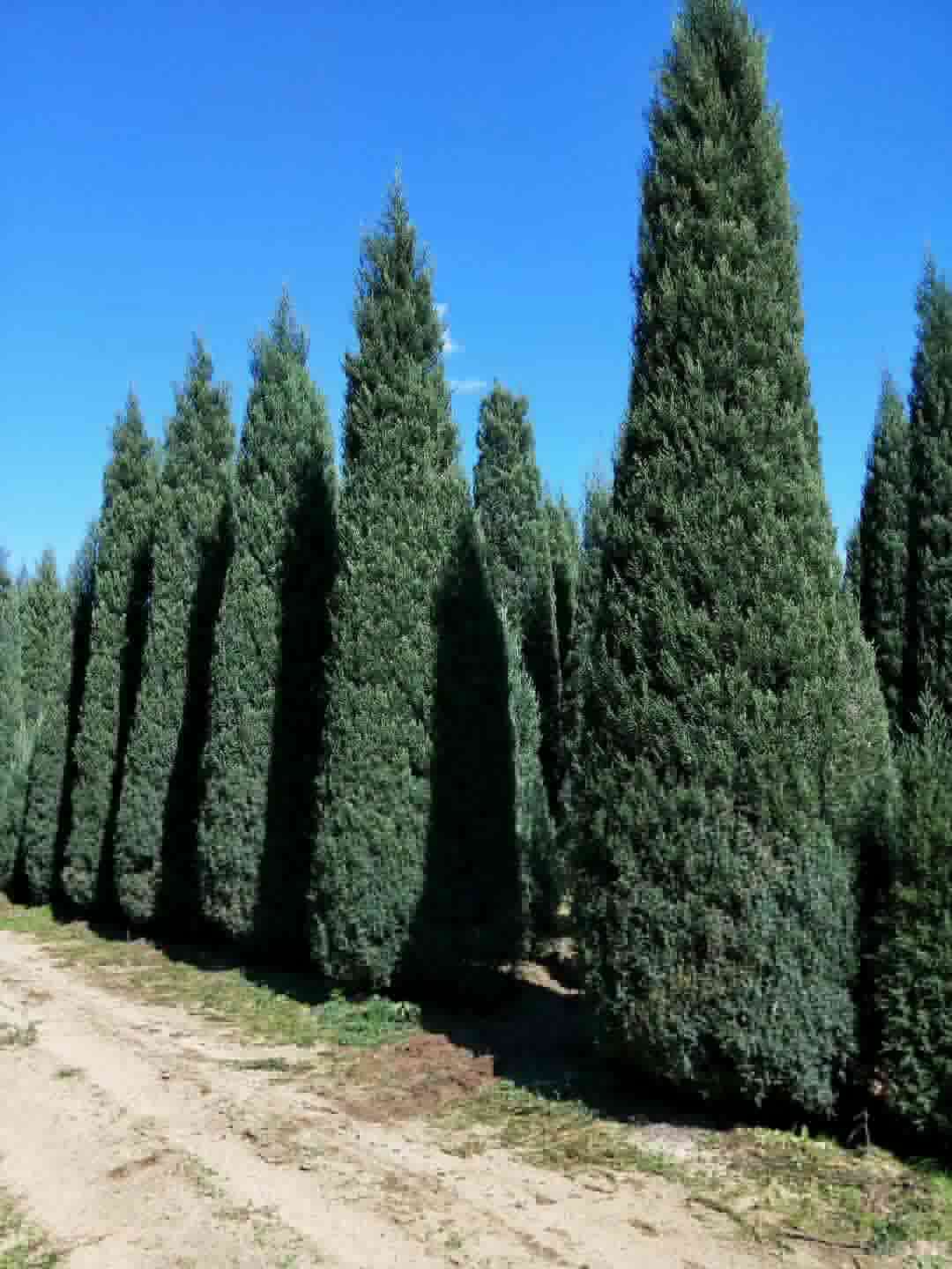 产地货源塔柏沈阳桧柏球刺柏造型球常青树墓园坟地园林绿化1-8