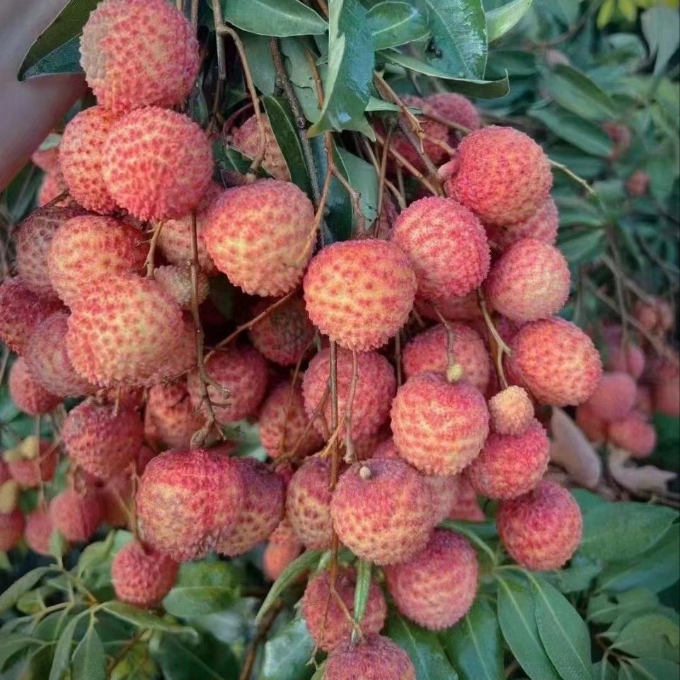 灵山荔枝妃子笑-灵山荔枝妃子笑厂家,品牌,图片,热帖-阿里巴巴