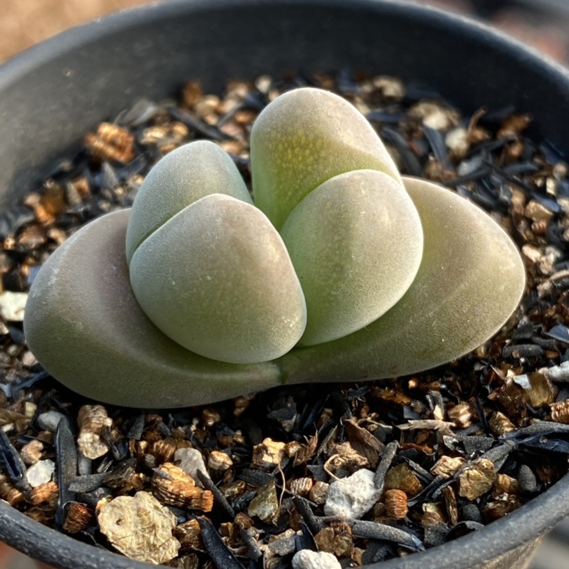 无比玉 三年 多肉植物番杏肉锥生石花四季多肉