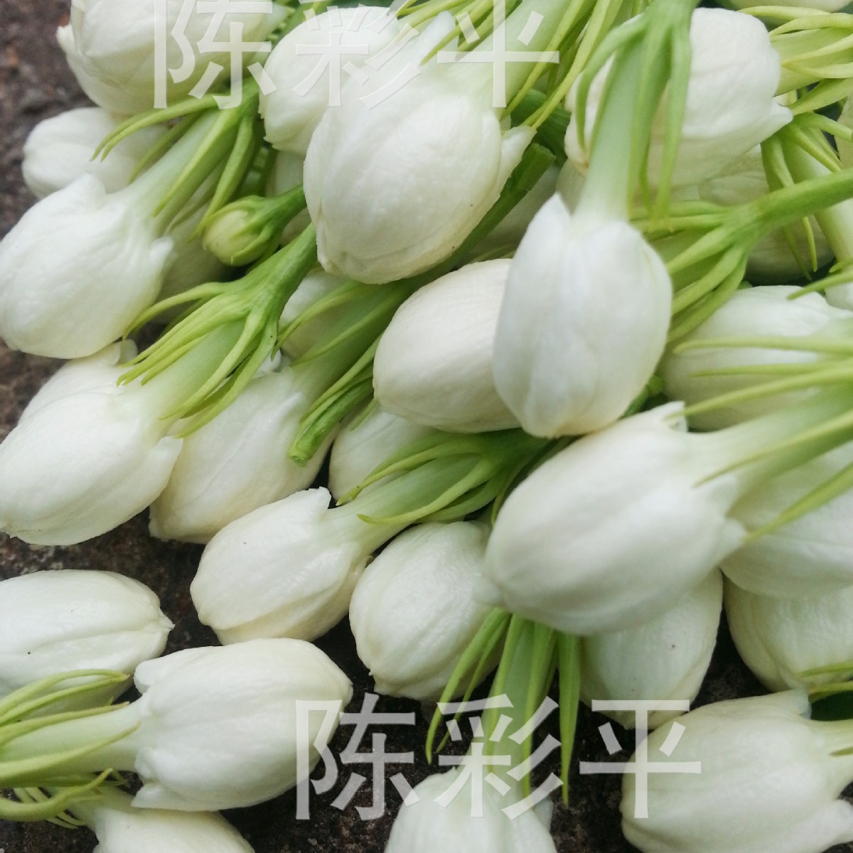 广西茉莉花茶产地