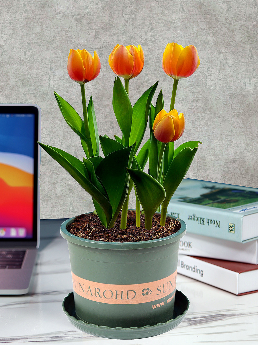 郁金香鲜花盆栽郁金花耐冻室外绿植带花苞发货宿舍盘景植物自种小