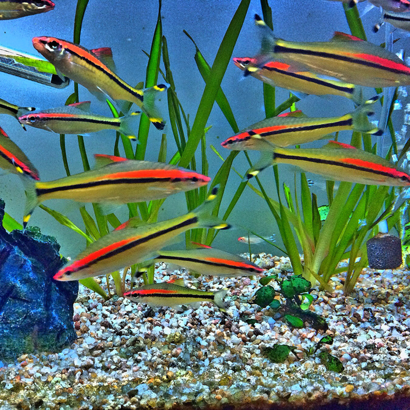 5cm中号一眉道人热带鱼 红眉道人观赏鱼一眉道人群游鱼草缸批发