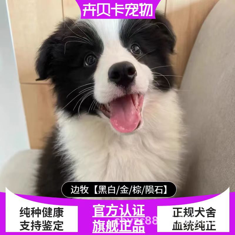 边牧犬边境牧羊犬幼犬活体黑白陨石色边境牧羊犬中型边牧宠物狗狗