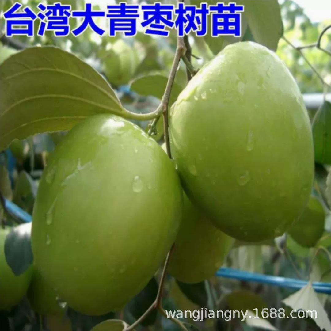 贵妃枣树苗台湾牛奶大青枣树苗特大南方盆栽地栽青枣苗当年结果