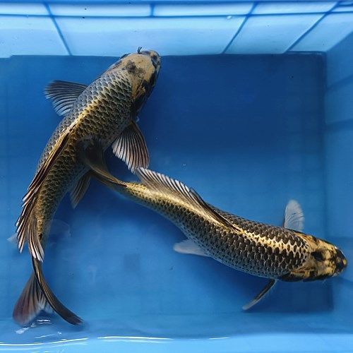 黄金锦鲤苗 古黄金锦鲤苗 金叶松鱼苗 纯种锦鲤苗活体观赏鱼包邮
