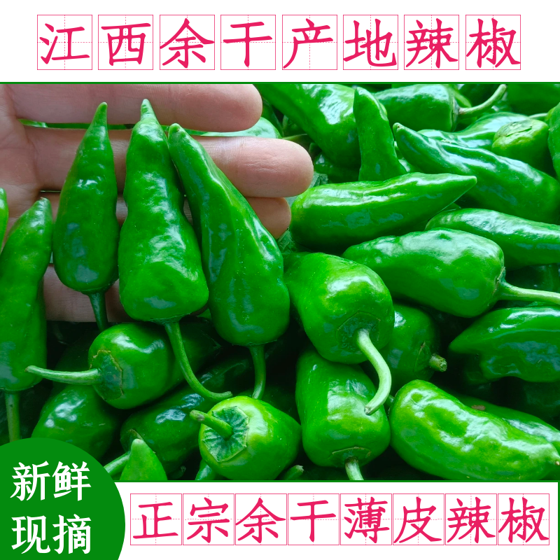 【原产地】5斤余干县土辣椒新鲜江西辣椒余干枫树薄皮辣椒1斤
