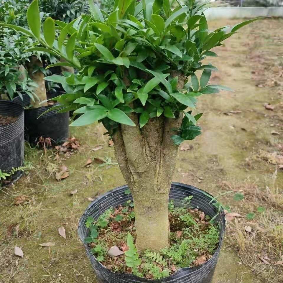 精品竹柏老桩长寿竹观叶植物高50到80超好养全国地区都适合