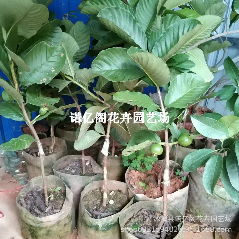 番石榴苗红心嫁接西瓜芭乐树苗四季珍珠无籽红宝石果树苗当年结果