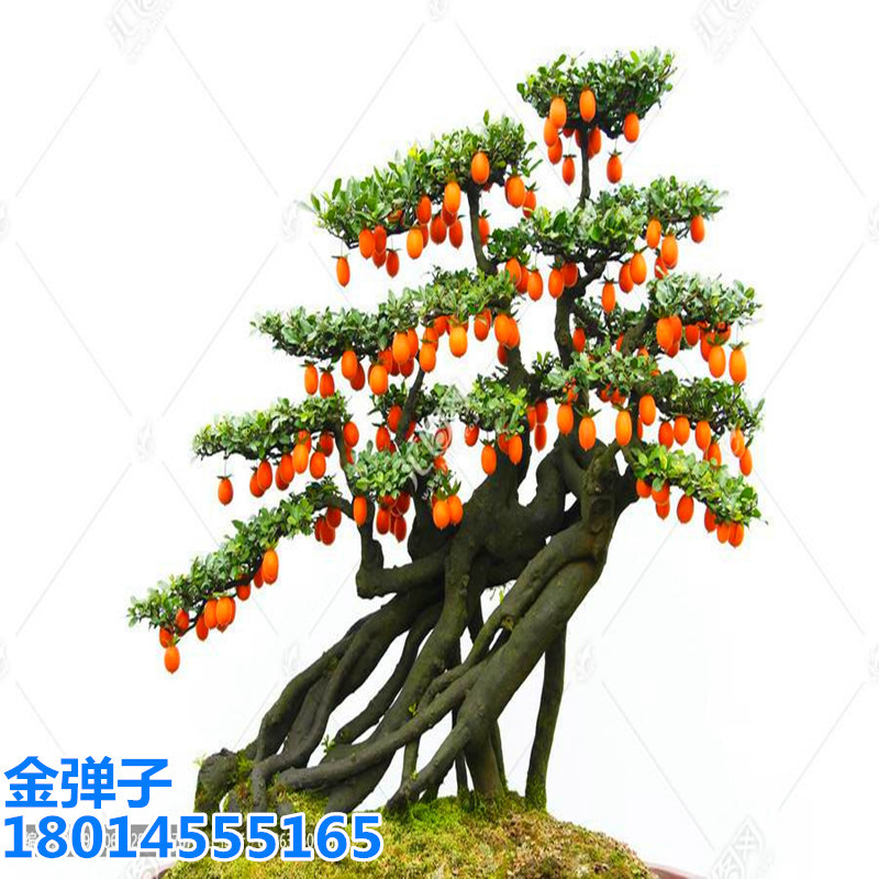 批发基地金弹子血红果造型金弹子小微型盆景小苗金蛋子葫芦果盆栽
